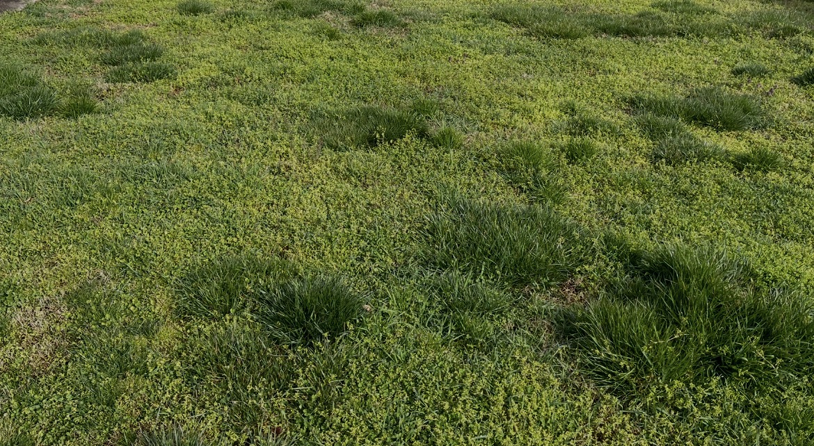 Lawn Cut 1