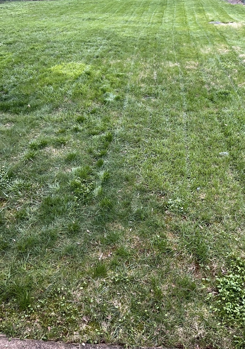 Lawn Cut 6