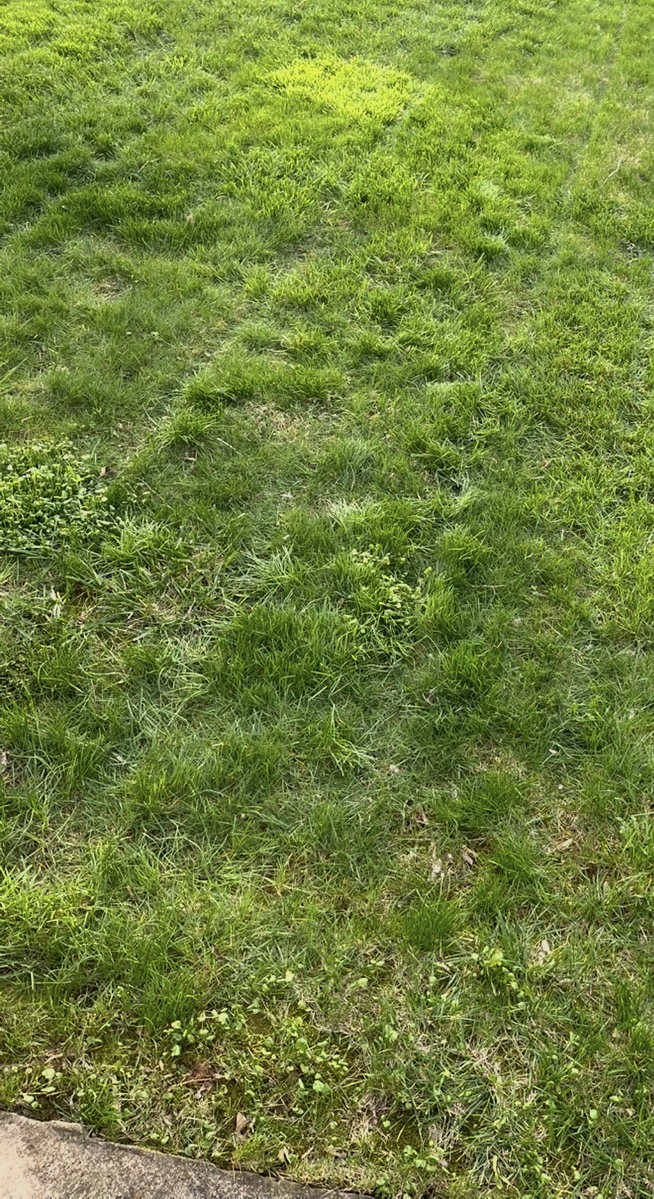 Lawn Cut 5
