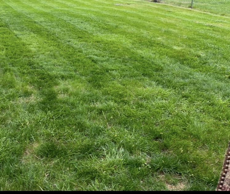 Lawn Cut 2