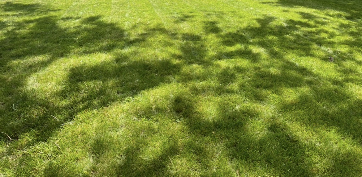 Lawn Cut 4