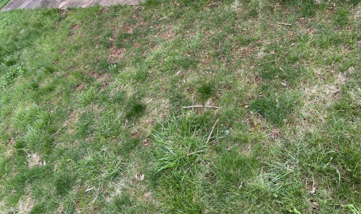 Lawn Cut 7